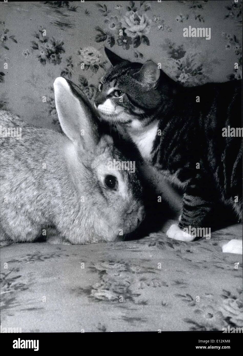24. Februar 2012 - Duett von Buster und Joey das 12-Year-Old Kaninchen wahrscheinlich "Getting to know you" Stockfoto
