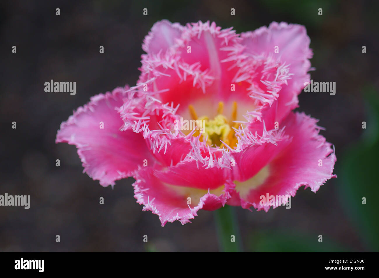 Rosa Tulpe mit gezackten Blütenblatt Felgen hautnah Stockfoto