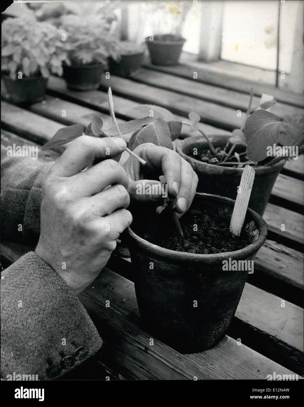 24. Februar 2012 - auf der Suche nach der perfekten Kartoffel. eine Pflanze durch Pfropfung infizierten Spross in Split Stängeln der Sämlinge zu infizieren. 15 Jahre Forschung für die perfekte Kartoffel. Schottland nach wie vor ist weltweit führend in Kartoffelzüchtung. Es war Mr. Williams Black Boghall Farm in der Nähe von Edinburgh, Schottland, der die Welt entdeckt; s beste und einwandfreie Kartoffeln im Jahr 1946 nach 20 Jahren daran zu arbeiten und nannte es '' Graig Boundty''. Forschung geht noch weiter, Achterbahn Stunt Krankheiten in Kartoffeln und verschiedene seltsamen Krankheiten, die es Wirkung. Dr. Black setzt seine Forschungen mit anderen Experten wie Dr. G Stockfoto