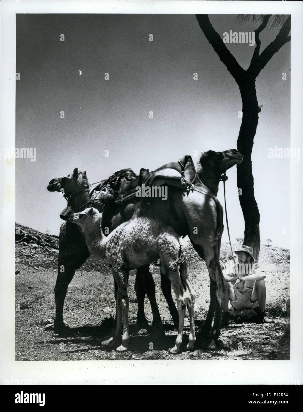 25. Februar 2012 - Ruhe-Zeit: Ein Rancher im Inneren von Australien ist herausnehmen, um seinen drei Kamelen eine Pause von ihrer Arbeit zu geben. Kamele sind häufig im Outback, wie sie ursprünglich importiert wurden, um in dieser trockenen Gegend arbeiten. Stockfoto