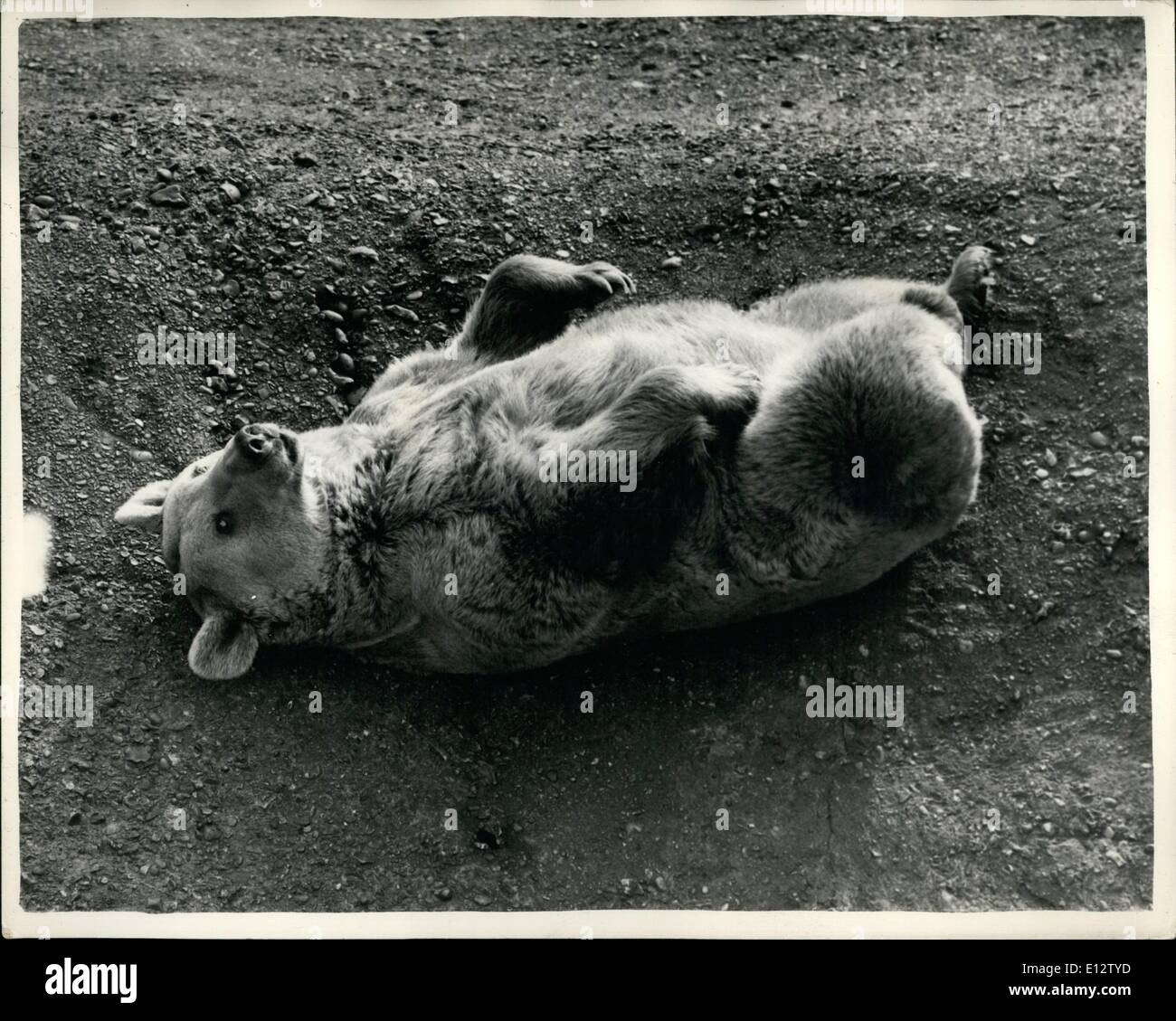 25. Februar 2012 - nach dem Urlaub Szenen im Londoner Zoo, schläft es aus; Foto zeigt Spark, ist '' Minnie'' - eines der Zoo Braunbären - wie sie heute Morgen aus der Weihnachtsfeierlichkeiten im London Zoo schläft. Stockfoto
