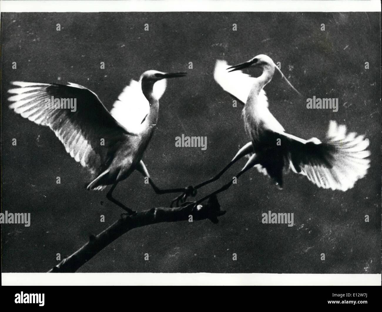 25. Februar 2012 - Fancy treffen hier zu!: diese beiden Krane erscheinen, ihre Freude am Treffen zeigen. Wie Hunderte von anderen kamen sie zu einer kleinen Insel südlich der koreanischen Hafen, Pusan, um ihre Nester zu bauen. Jedes Jahr im Frühling kommen diese langbeinigen Vögel aus der ganzen Welt. Stockfoto
