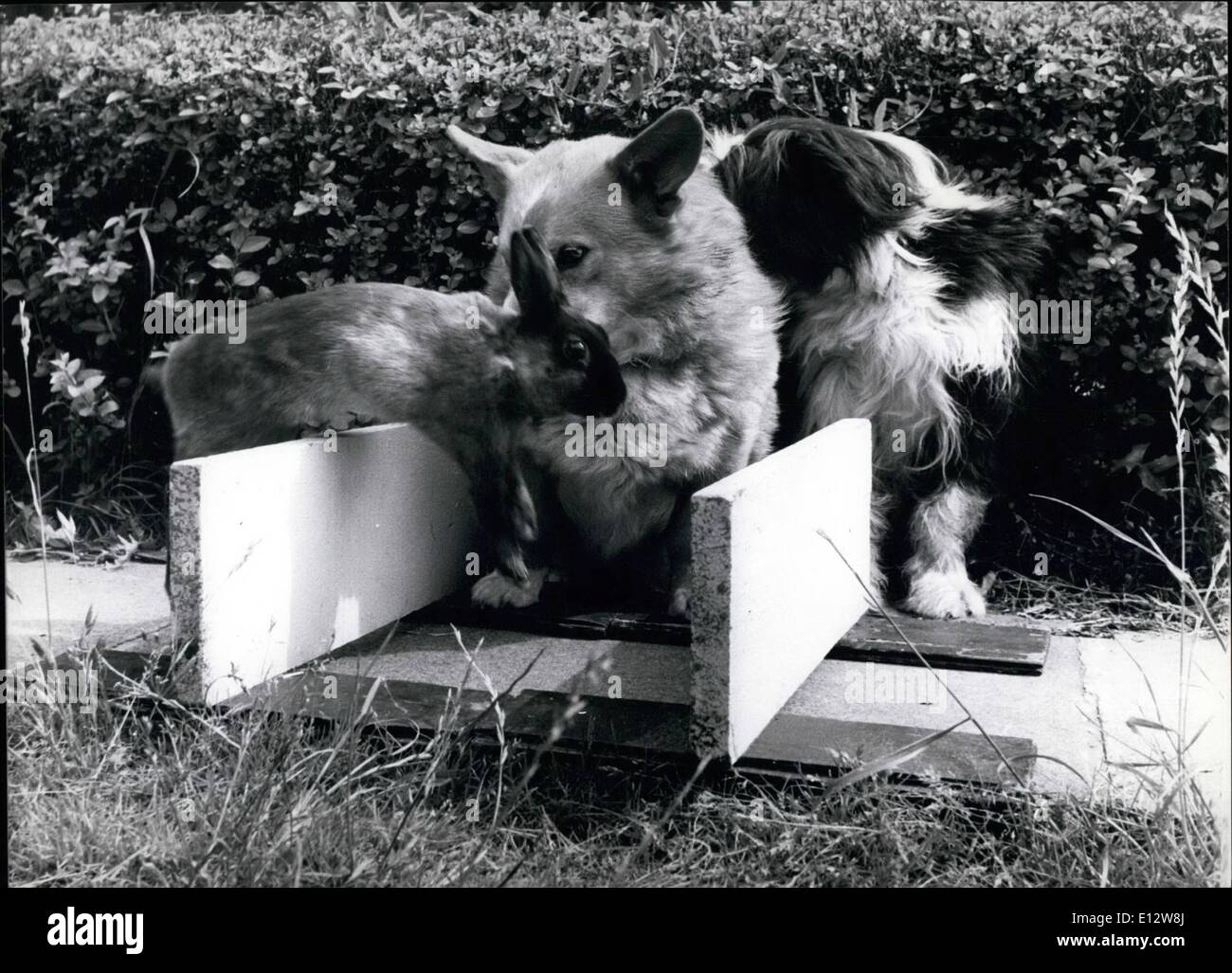 Laufen Sie 25. Februar 2012 - Kaninchen! Maryanne inszeniert eine "Greyhound" Rennen zu unterhalten Buster die Corgie und Jess. Ne P Stockfoto