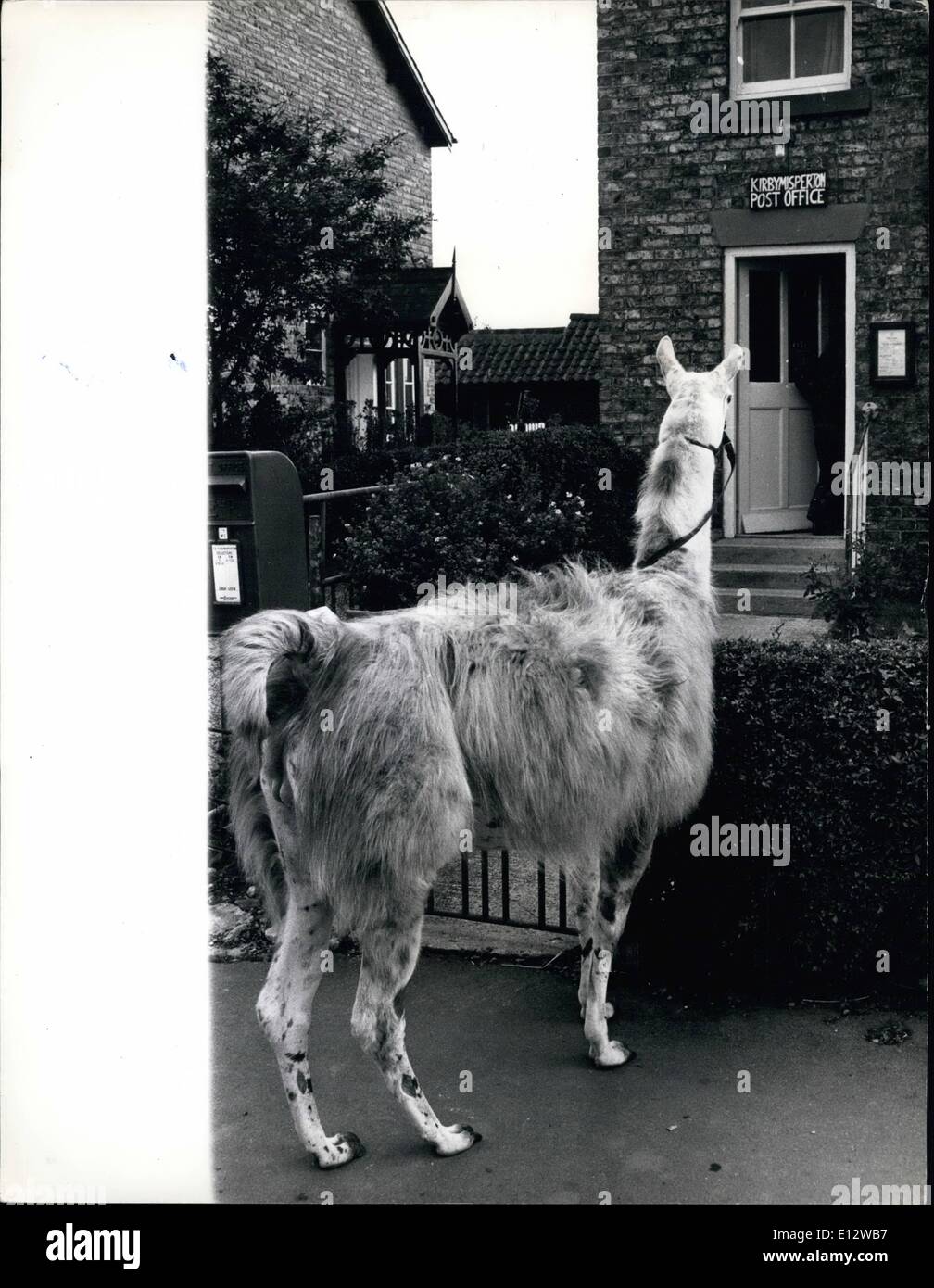 26. Februar 2012 - Julie Fahrten zu den Millage-mit Lamas. Trab entlang der Gassen von Melton, verursacht Yorkshire auf ihr Reittier, 15 Jahre alten Julie Cook in der Regel ziemlich rühren für sie, nicht auf einem Pferd, sondern auf ein Lama montiert ist! Julies Vater kaufte Liberty, das Lama für 50 aus dem nahe gelegenen Flamingo Park Zoo als Haustier - und versprach ihm, Julie, wenn sie ihn, in brechen könnte Stockfoto