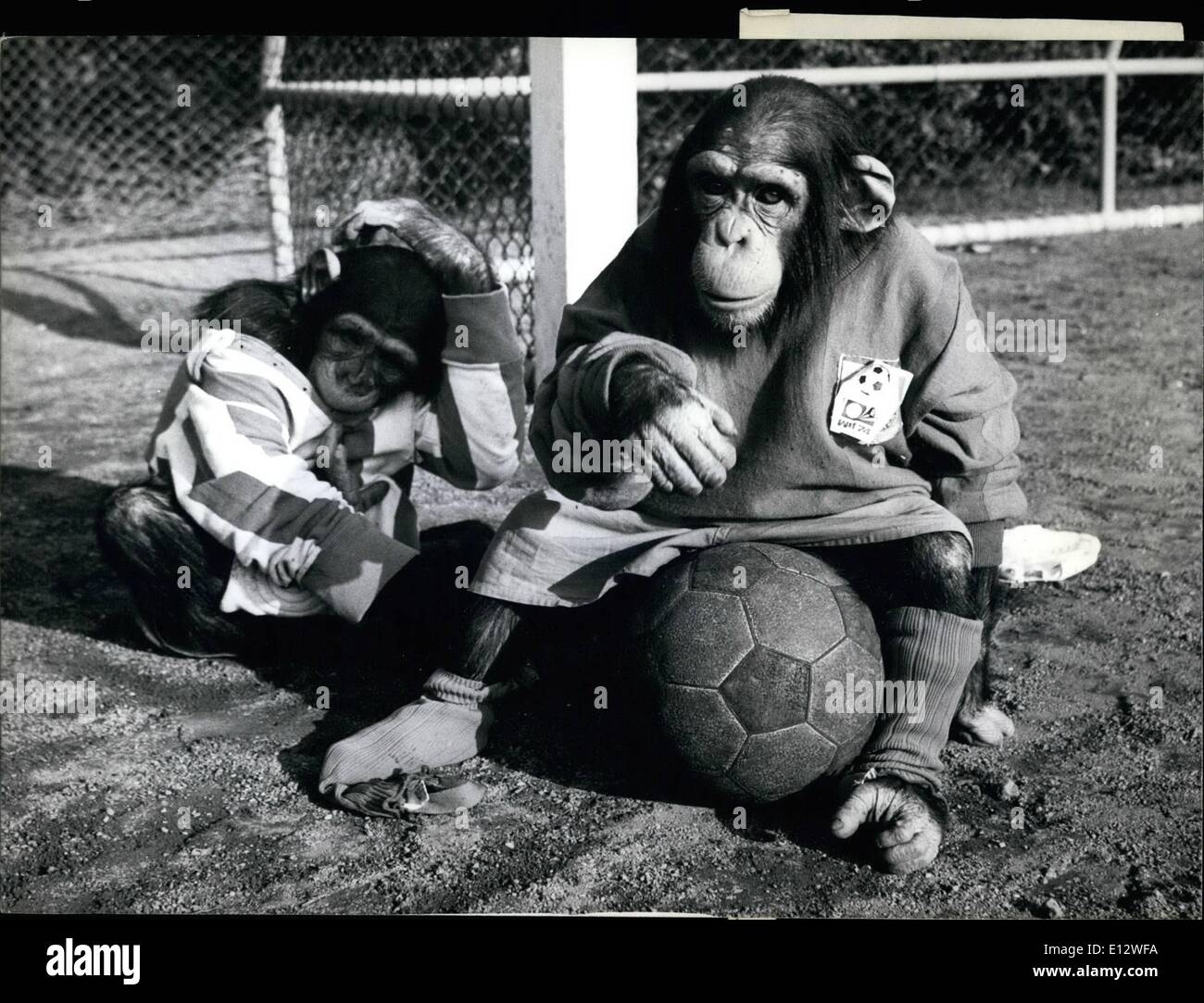 25. Februar 2012 - möglicherweise die WM über Kauf nicht für die Champs. Monkey Business Betreuer auf Fußball-Saison, oder nicht. Diese zwei Schimpansen aus München, Zoo in Hellabrum, Jahrhundert, immer noch gerne neue Fußball Superstars zu sein. Natürlich Fußball gespielt werden sollte, mit den Füßen, nicht die Hand, wir werden Detail übertakten und vergibt die Champs, wenn sie nicht die besten Spieler der Welt sind. Aber sie machen gute Torhüter, mit dem zusätzlichen Vorteil der Verwendung von allen Vieren. Feusing Te denken Sie sich einen neuen Aktionsplan. Stockfoto