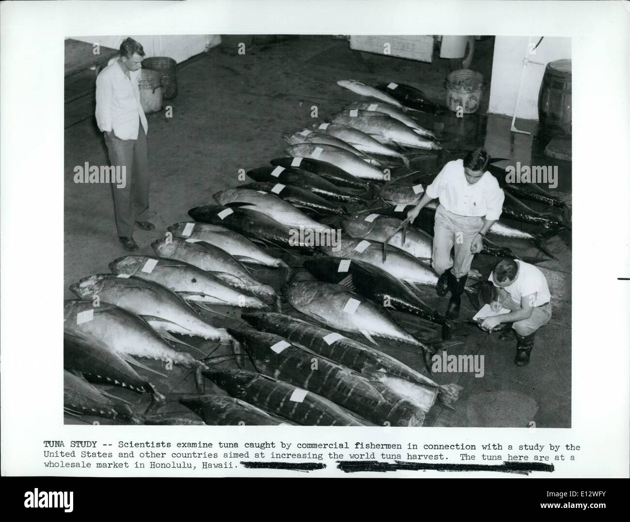 25. Februar 2012 - Thunfisch zu studieren--Wissenschaftler untersuchen Thunfisch von Berufsfischer in Verbindung mit einer Studie von den Vereinigten Staaten und anderen Ländern zur Erhöhung der Welternte Thunfisch gefangen. Der Thunfisch hier sind auf einem Großhandel Markt in Honolulu, Hawaii. Stockfoto