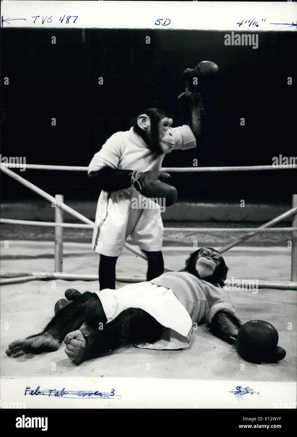 25. Februar 2012 - Knockout! Pepi gewinnt den Kampf durch einen KO auf Tepp Stockfoto