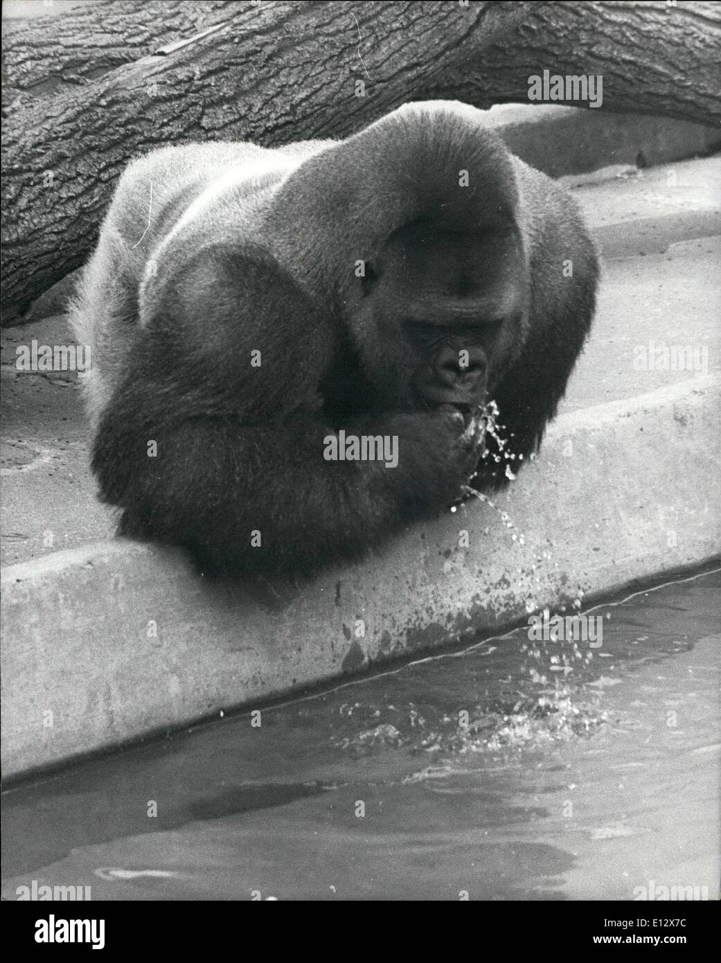 25. Februar 2012 - ein Affe Größe Getränk. Wenn Bukhama, ein 16 Jahre Alter Gorilla in Dudley Zoo in den West Midlands durstig erhält er nicht bei einem kleinen Drink über Durcheinander, er gilt für einen ganzen See. Stockfoto