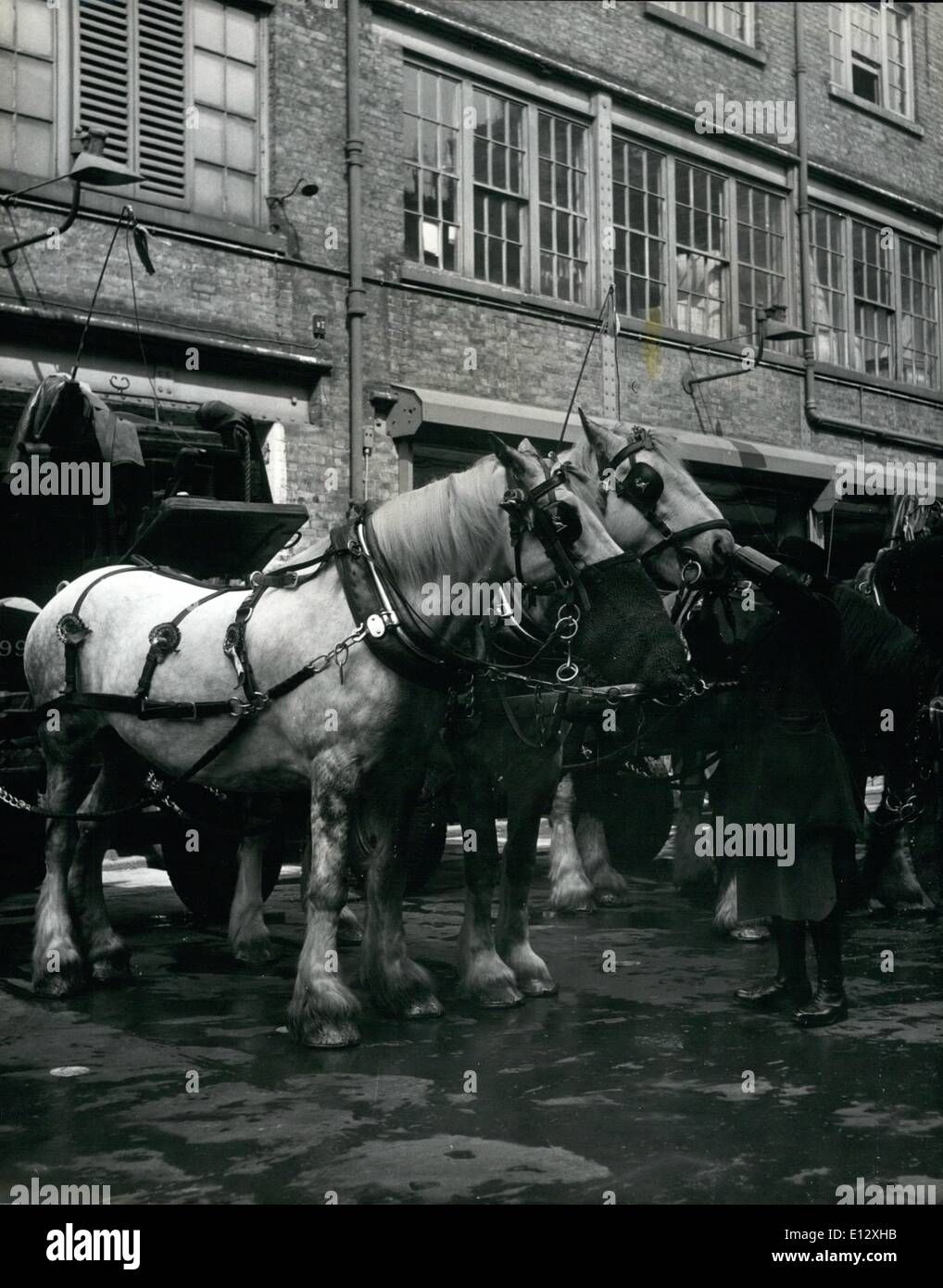 25. Februar 2012 - Braupferde  Nehmen Sie den Redner zur Krönung in die Abtei.: Einer der ältesten und buntesten Wagen, die bei der Krönungsprozession zu sehen sind, wird der Speaker's Coach sein, der so schwer ist, dass es Brauereipferde erfordert, ihn zu ziehen. Für diese wichtige Aufgabe wurden zwei feine 6 Jahre alte Grautöne ausgewählt. Royal and Sovereign, deren normale Aufgabe es ist, eine Brauerei für Whitbreads in ihrer Chiswell Street Brewery in der City of London zu bewirten Stockfoto