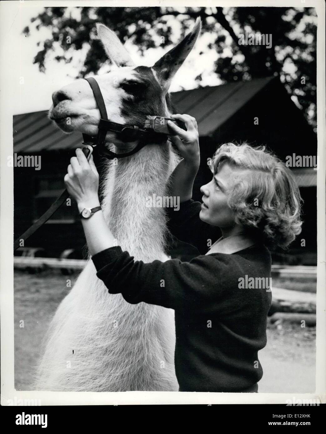 25. Februar 2012 - Whipsnade waschen und Pinsel auf. Keeper Miss Anne Lyons, der Studham, hat ein bisschen dehnen, zu tun, wie sie waschen und Bürsten bis zu diesem 4 - jährige hohen Lama aus Südamerika in Whipsnade Zoo gibt. Stockfoto