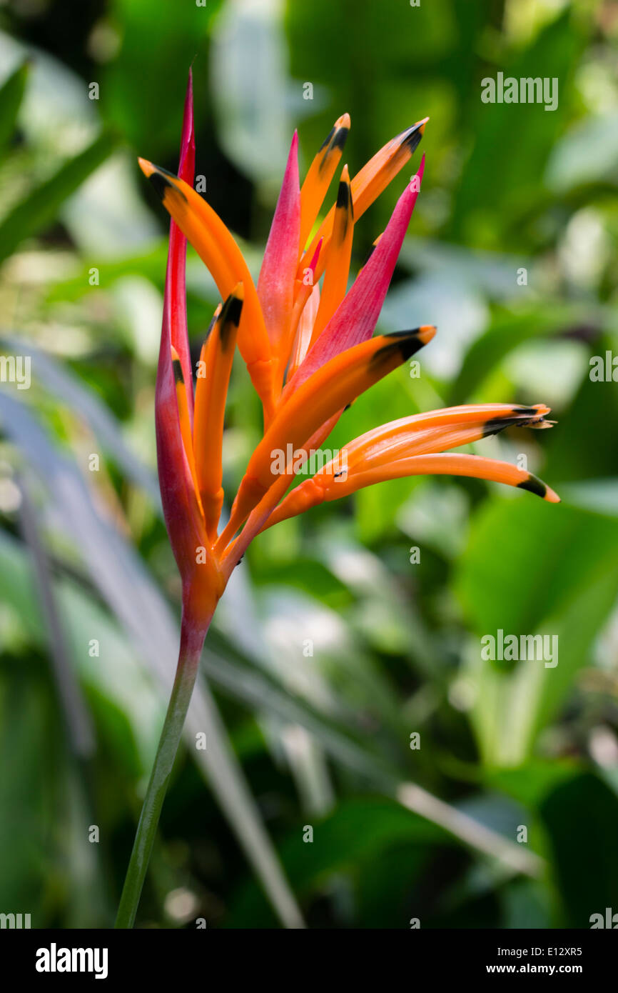 Psittacorum andromeda Fotos und Bildmaterial in hoher Auflösung Alamy