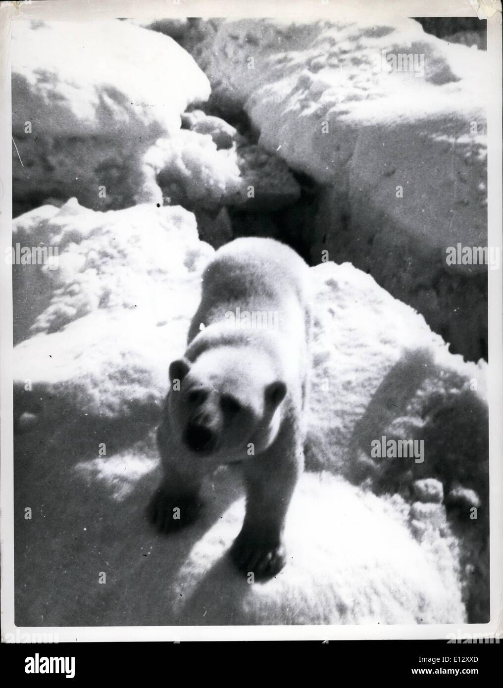 25. Februar 2012 - Januar 1955 arktischen Nachschub Mission (Sunec). Willkommen in der Arktis Mr Bear könnte in diesem Porträt sagen. Das Fett Tier schien entwickelt eine Zuneigung für seine Besucher und sogar schwammen eine Meile heraus zum Meer, um sie zu besuchen. Stockfoto