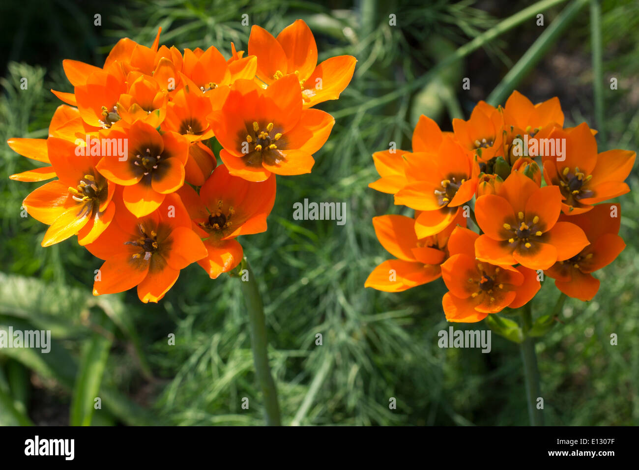 Leuchtend orange Blüten der zarten südafrikanischen Lampe, Ornithogalum dubium Stockfoto