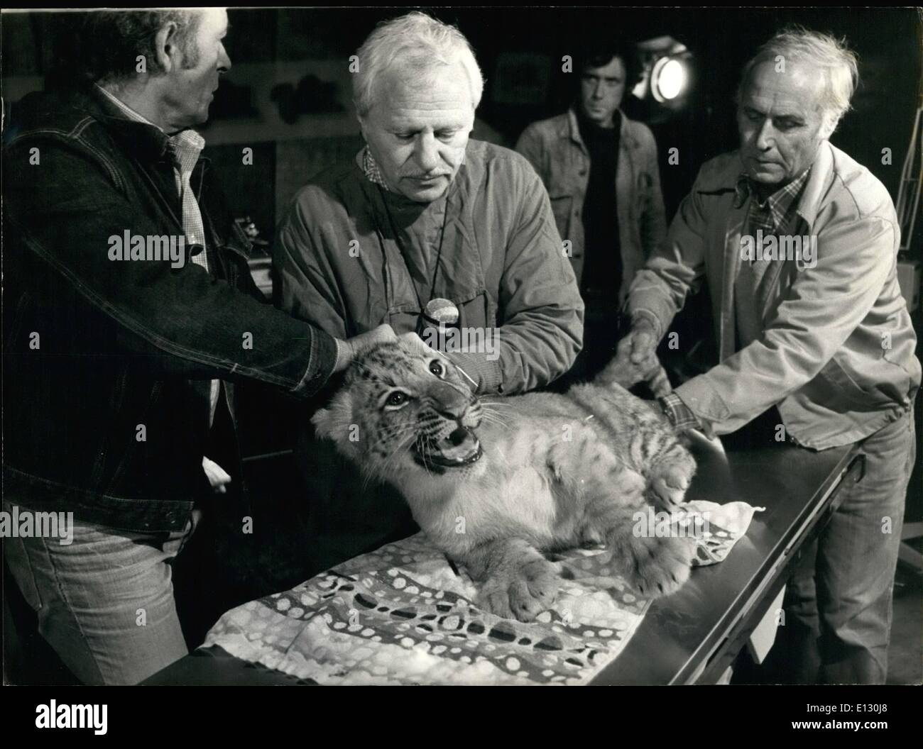 26. Februar 2012 - erhielt ein Tiger, ein paar Monate alt ist, ein Echo-EKG, eine körperliche Untersuchung und Ultraschall. Dr. Klein, der berühmte französische Tierarzt durchgeführt die Verfahren bei der Thoiry wilde Tier Reservierung in Yvelines. Die Erfahrung wurde von Französisch T gefilmt. Stockfoto