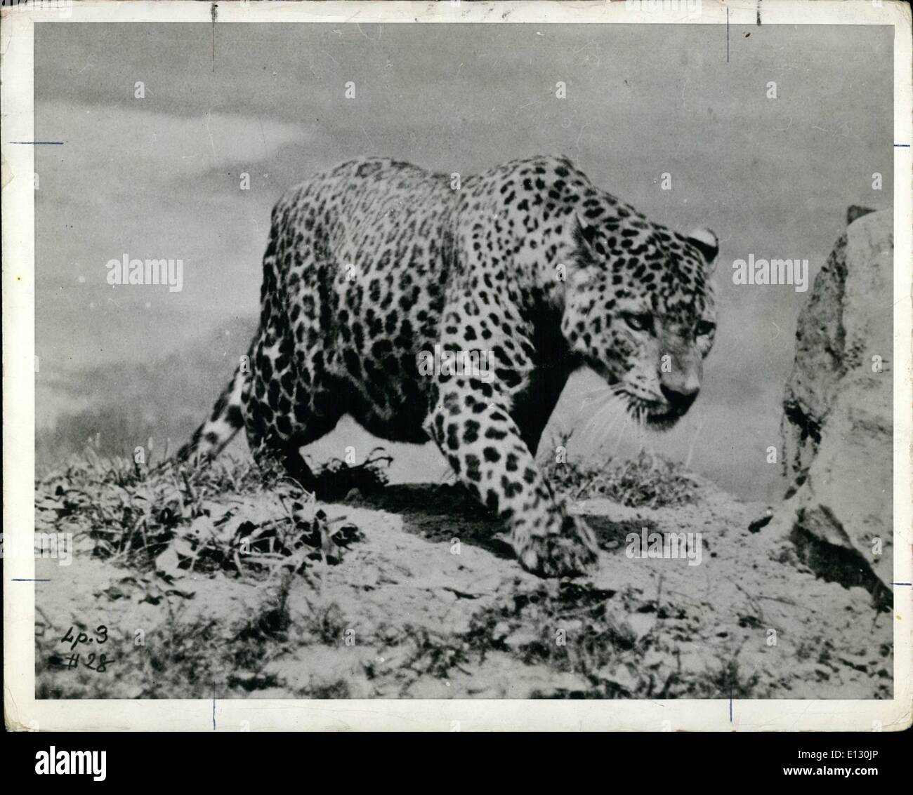 26. Februar 2012 - Stiel der Stille Leopard. Stockfoto