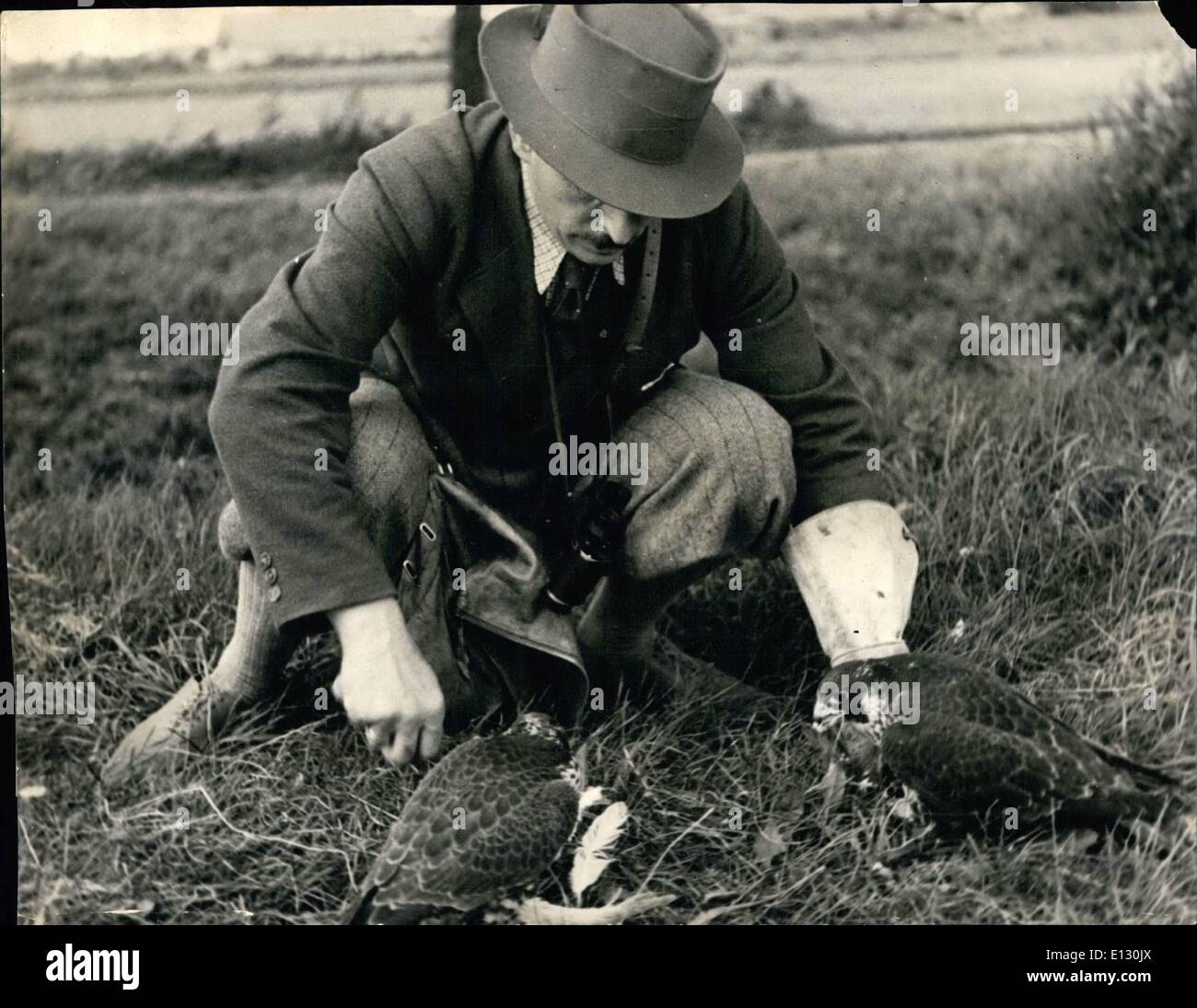 26. Februar 2012 - Jagd mit Falken: der Sport mit Falken jagen ist sehr alt. Es wurde vor etwa 6.000 Jahren populär. Es entstand in Indien. Dieser Sport war im alten Rom weit verbreitet. Im Mittelalter wurde der Sport der Könige und des Adels. Auch in der heutigen Zeit wird es in der ganzen Welt von den Klassen reichen und modische gefolgt. Foto zeigt, dass der Jäger die Falcons mit einen Teil ihrer eigenen Opfer eingezogen wird. Bildnachweis: Harwood internationalen Foto-Service Stockfoto