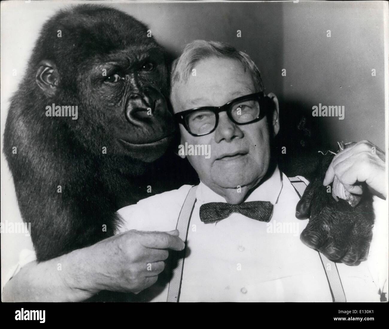 26. Februar 2012 - eine ritterliche toben. Von George: Soll die beliebtesten alle Insassen der Sydney - Australia Zoo - Gorillas - George und Mary sind. Besucher in den Zoo-Liebhaber zu stoppen und ihre amüsanten Possen zu sehen. Ihr bester Freund - ist Sir Edward Hallstrom - Hon Leben Direktor des Taronga Park zoologischen Trust - Sydney. Wenn er in ihrem Käfig geht - haben sie eine großartige Zeit. Das Foto zeigt Sir Edward Hallstrom - Posen für die Kamera-mit seinem Freund - George - der Zoo-Gorilla. Stockfoto