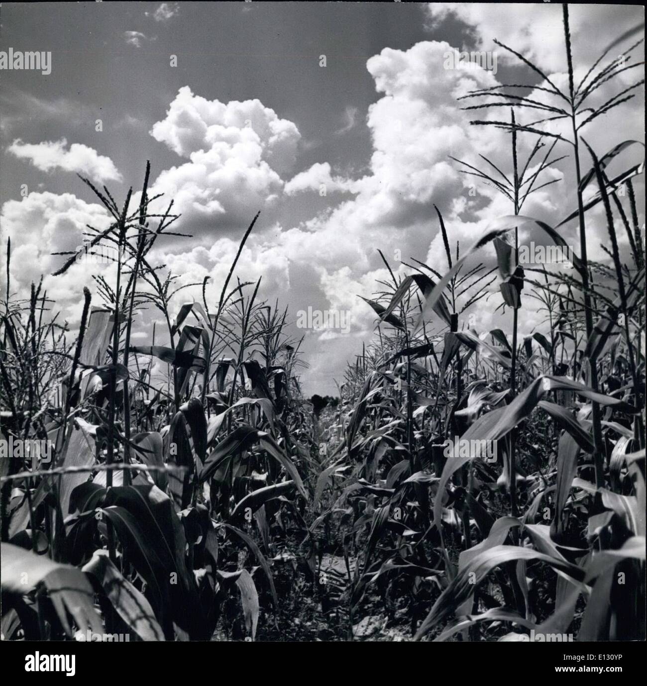 26. Februar 2012 - Parks Upper New York State: Getreidefelder zwischen Medina und Lockport, New York. Z Stockfoto