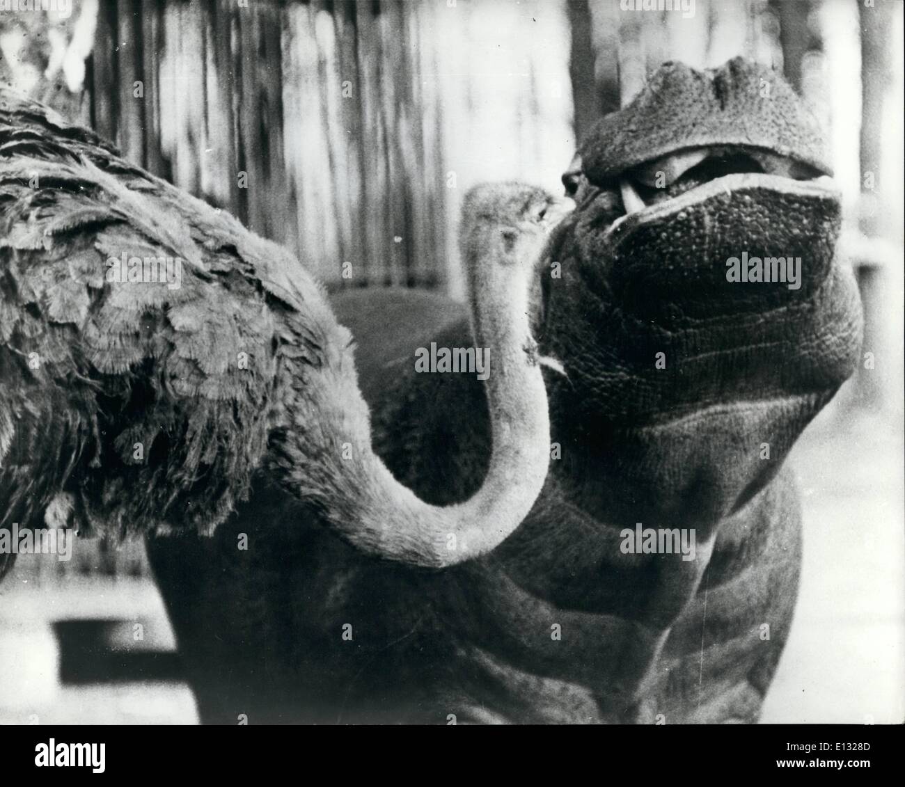 26. Februar 2012 - gut, jungen Dame, was kann ich für Sie tun... das Nilpferd scheint der weibliche Vogel Strauß sagen werden, die ihn vermutlich genähert hatte, mit dem Ziel, ihn oben Dimensionierung oder seine gewaltigen Statur nicht gesehen, alle Herzen zu stören. Eine amüsante, abgebildet in den tierischen Stift bei Tuddern, Rheinland getroffen. Stockfoto