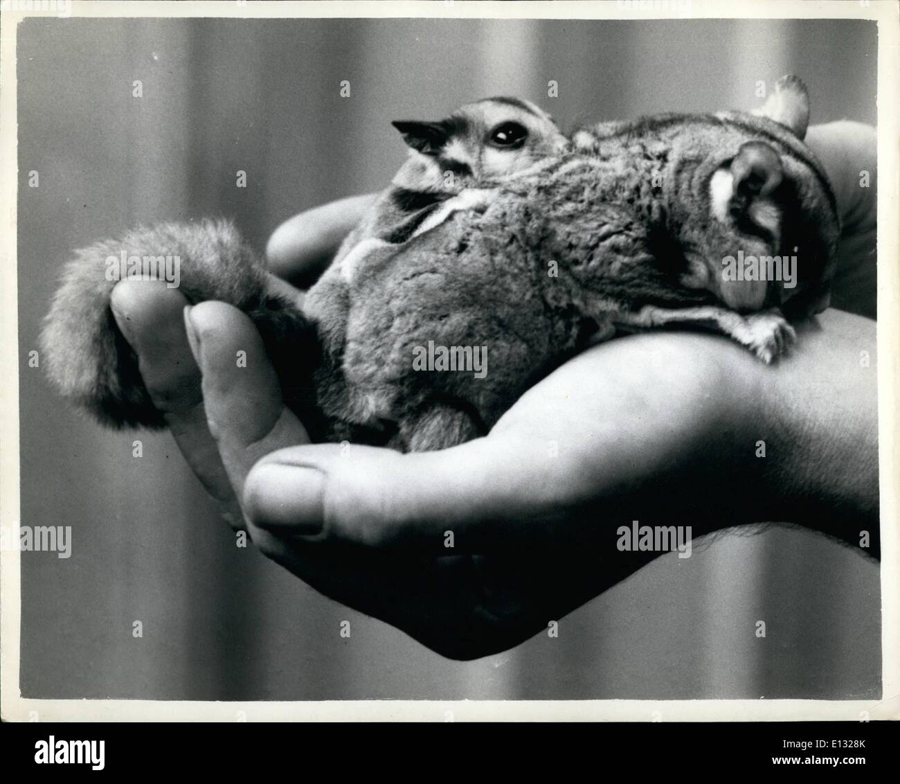 26. Februar 2012 - The Zoo neuesten Baby A fliegen Australien: eine fliegende Löchern ist das neueste Baby im Zoo von London geboren. Die Mutter ist eine Sammlung von vier des Eichhörnchens Beuteltiere her Australien im März dieses Jahres erhielt. Er hat den Namen '' Joey'' gegeben (Phalangers gleiten von Baum zu Baum fliegen, auf der Suche nach Nahrung... Die jungen werden ausgeführt, bis sie in der Lage, sich selbst überlassen). Foto zeigt das neue Zoo Baby - mit anderen - m im London Zoo. Stockfoto
