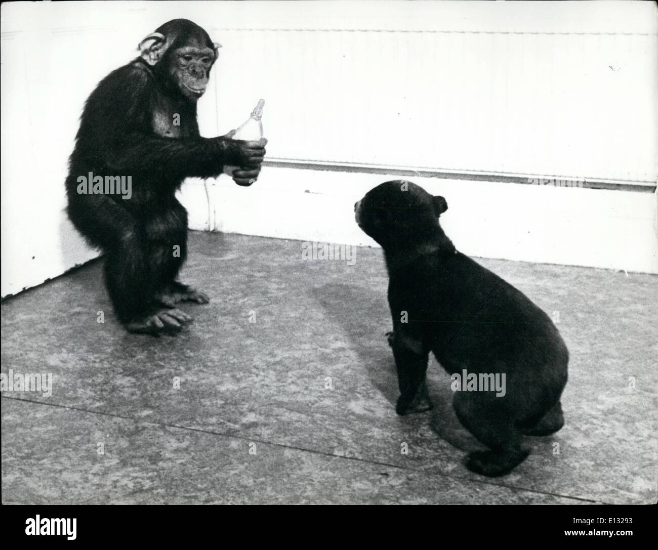 26. Februar 2012 - Schimpansen Kindermädchen - Yogi Bear: Wenn Yogi ein vier Monate altes malayischen Sonne Twycross Zoo, England, Mollie Badham Kurator Bär angekommen dachte, sie hätte eine andere Aufgabe ihr bereits überladenen Arbeitszeitplan hinzufügen. das Handeln als Kindermädchen für einen kuscheligen Bären brauchen Freundschaft. Aber die Schwierigkeit gelöst, für das Leben in der Bärenjunge, war Louis einen vier Jahre alten domestizierten Schimpanse, auch ein Neuankömmling braucht Freunde. Mollie Badham eingeführt, das Paar, und beschlossen, Louis nach Yogi sehen unterrichten Stockfoto