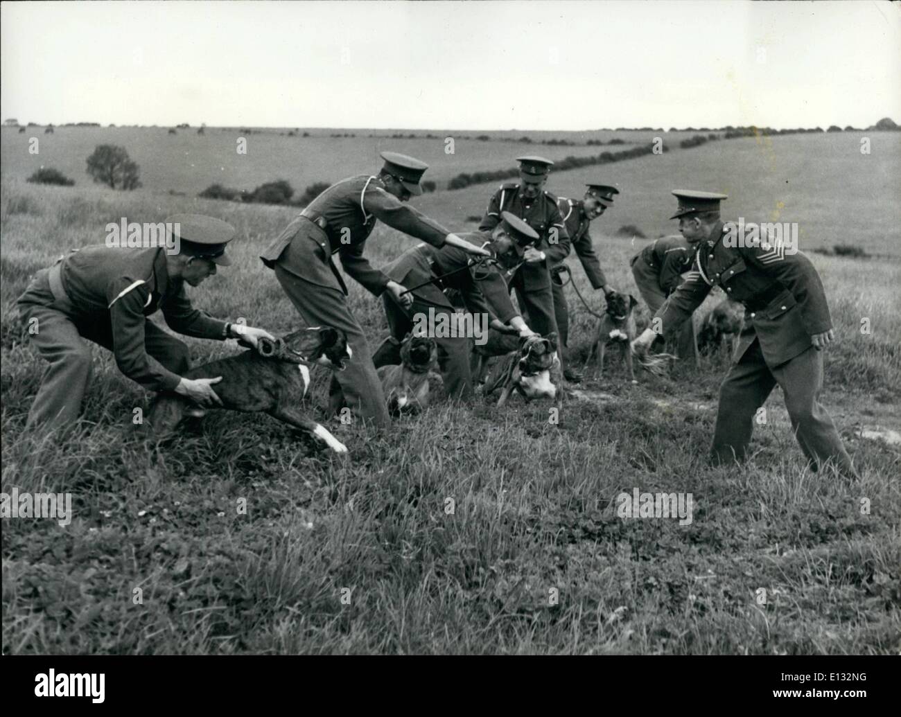 26. Februar 2012 - Ausbildung Hunde, der Armee zu helfen in Malaya und Mau Mau Land arbeiten: eine erste Klasse der Boxer - vor kurzem erworben durch die Armee Remount-Depot. Melton Mowbrey, Leicestershire, ist mit seiner Handler. Als erstes ist, ihren Geist und Qualitäten zu testen. Die Hunde sind "gehänselt" - ohne überschreiben die Prinzipien der Menschlichkeit - so dass die Ausbilder ihre Reaktionen sehen kann. Stockfoto