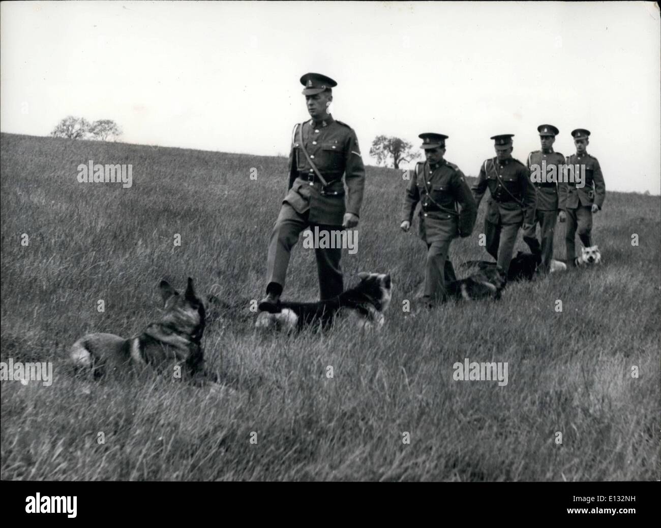 26. Februar 2012 - Gehorsamtraining für Army Guard und Spürhunde: der Test von den Hundeführern zählt über Zeile gehen Stockfoto