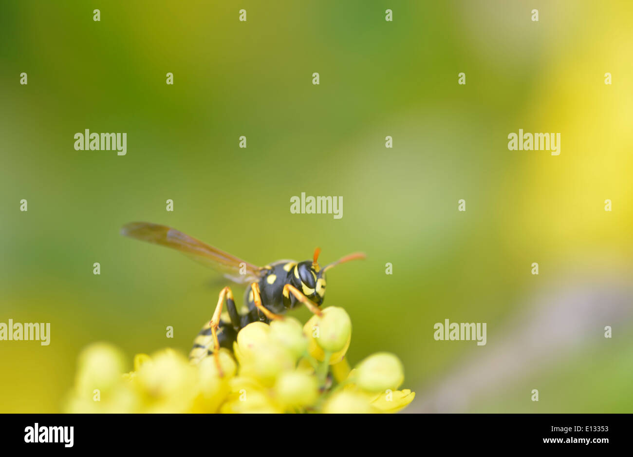 Wespe auf gelbe Blume, Polen Stockfoto
