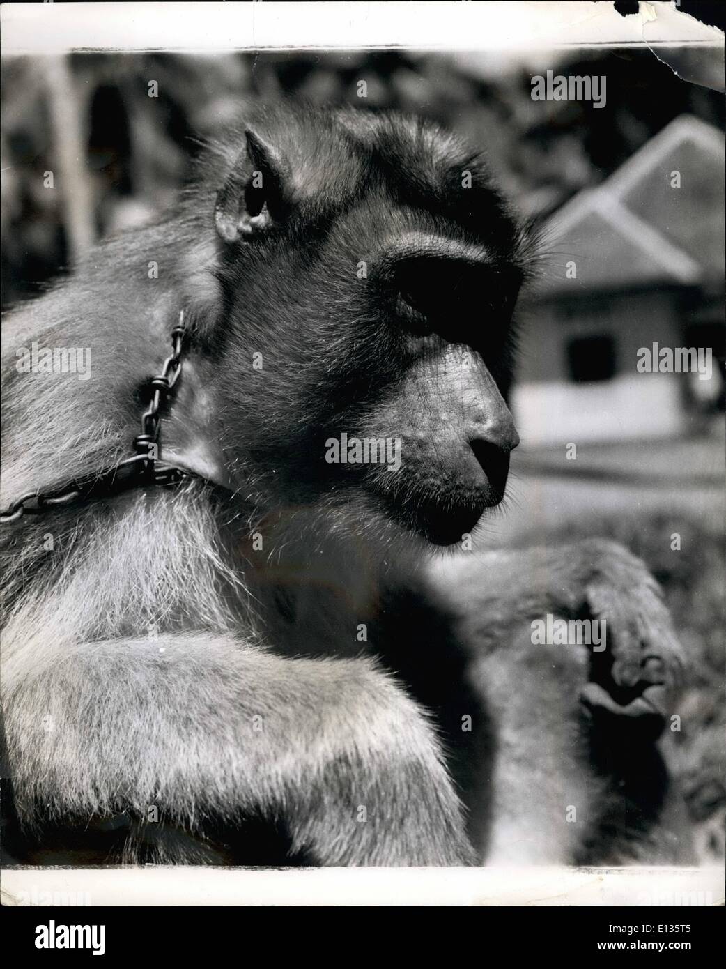 28. Februar 2012 - Madame Affe Werke für ihr Leben In Sumatra: Als A Coconut Sammler sie verdient A menschliche Arbeitskraft Lohn: Sumatra ist eine Insel voller Affen in allen Formen, Farben und Größen. Die Eingeborenen haben lange Vorteil davon genommen und weiblichen Gefangene Affen täglich nützlich für ihren Unterhalt arbeiten zu trainieren. Beste (die einzige in der Tat) Aufgabe eine Affe tun kann ist, verwenden Sie seine Fähigkeiten in Bäume zu klettern, um die Kokosnüsse zu pflücken, seine für ihre Kopra verkauft werden. Weibchen können nur für diese Arbeit versucht werden, da die Männchen der Spezies zu heftig ist Stockfoto