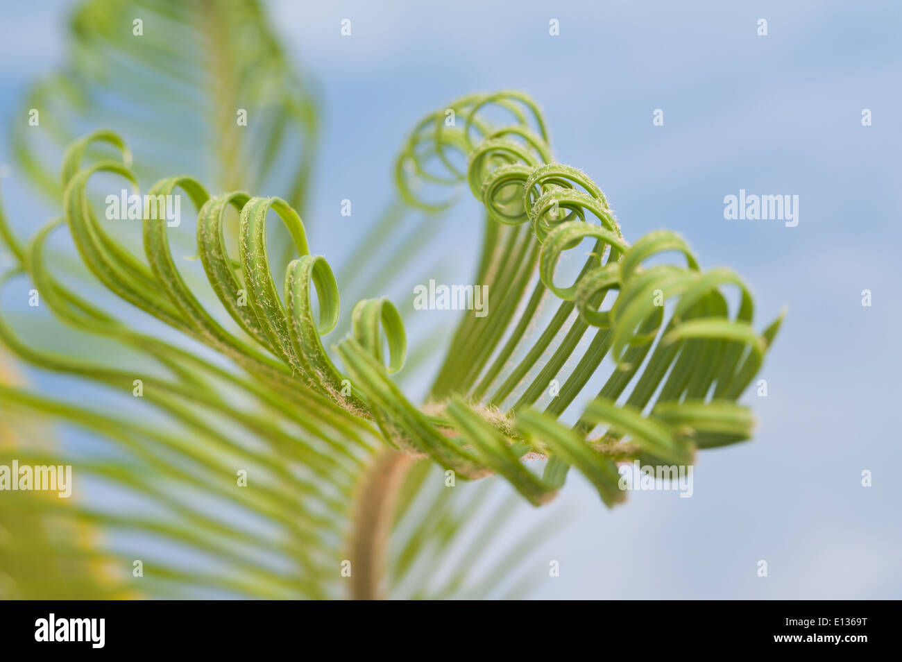 Neue Wachstums- und Wedel von Cycad Pflanzenblattes mit sich wiederholenden Spulen Spirale Flugblätter gegen blauen Himmel Natur von Zahlen Stockfoto