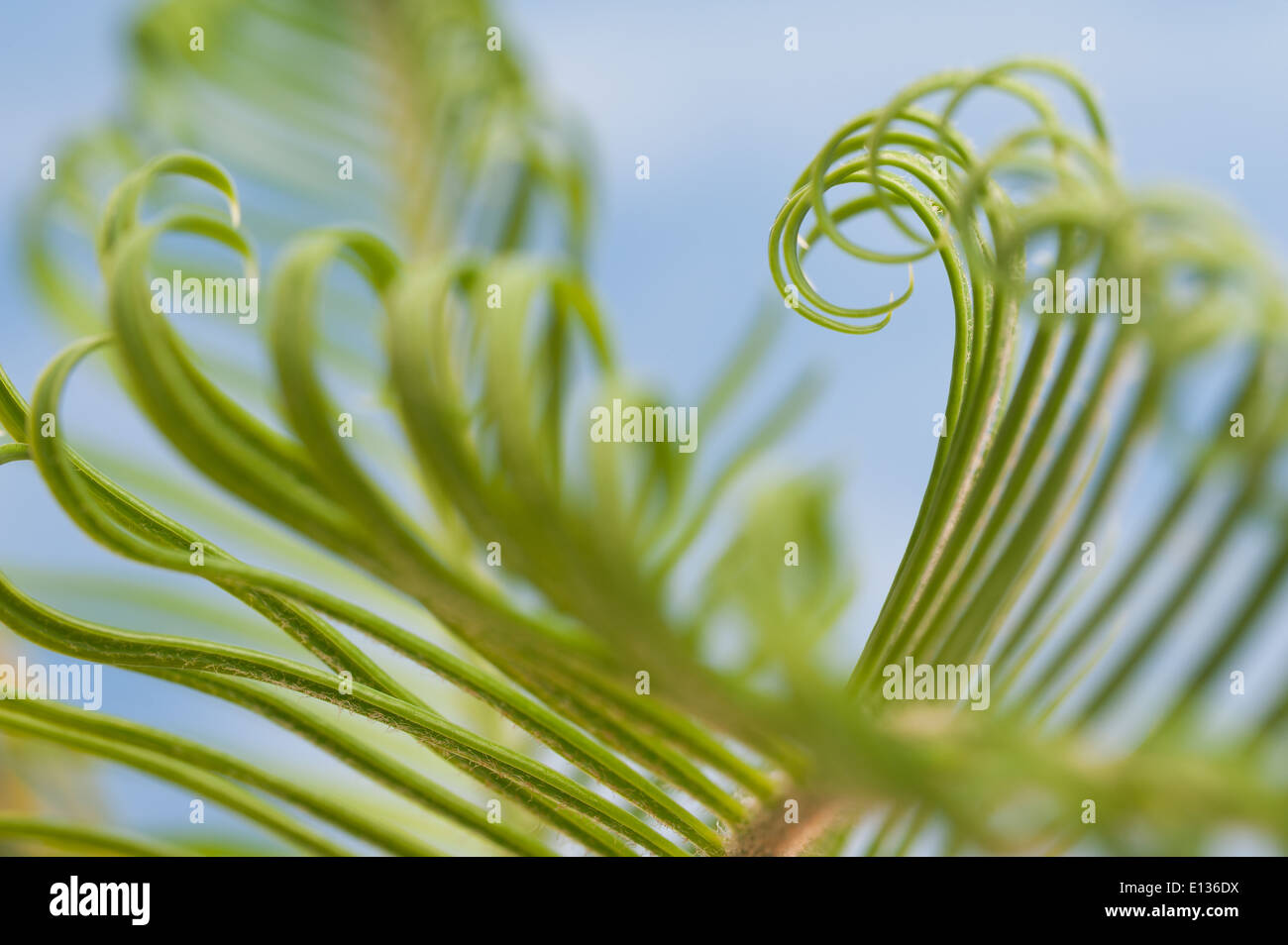 Neue Wachstums- und Wedel von Cycad Pflanzenblattes mit sich wiederholenden Spulen Spirale Flugblätter gegen blauen Himmel Natur von Zahlen Stockfoto