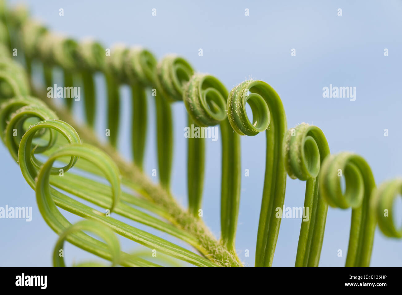 Neue Wachstums- und Wedel von Cycad Pflanzenblattes mit sich wiederholenden Spulen Spirale Flugblätter gegen blauen Himmel Natur von Zahlen Stockfoto