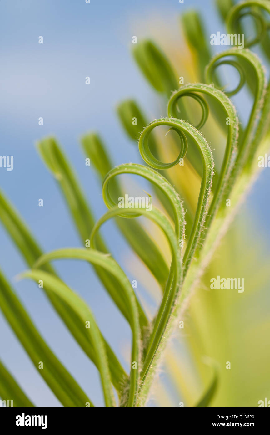 Neue Wachstums- und Wedel von Cycad Pflanzenblattes mit sich wiederholenden Spulen Spirale Flugblätter gegen blauen Himmel Natur von Zahlen Stockfoto
