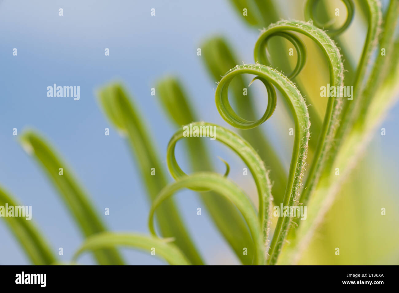 Neue Wachstums- und Wedel von Cycad Pflanzenblattes mit sich wiederholenden Spulen Spirale Flugblätter gegen blauen Himmel Natur von Zahlen Stockfoto