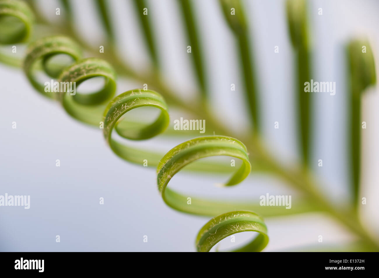 Neue Wachstums- und Wedel von Cycad Pflanzenblattes mit sich wiederholenden Spulen Spirale Flugblätter gegen blauen Himmel Natur von Zahlen Stockfoto