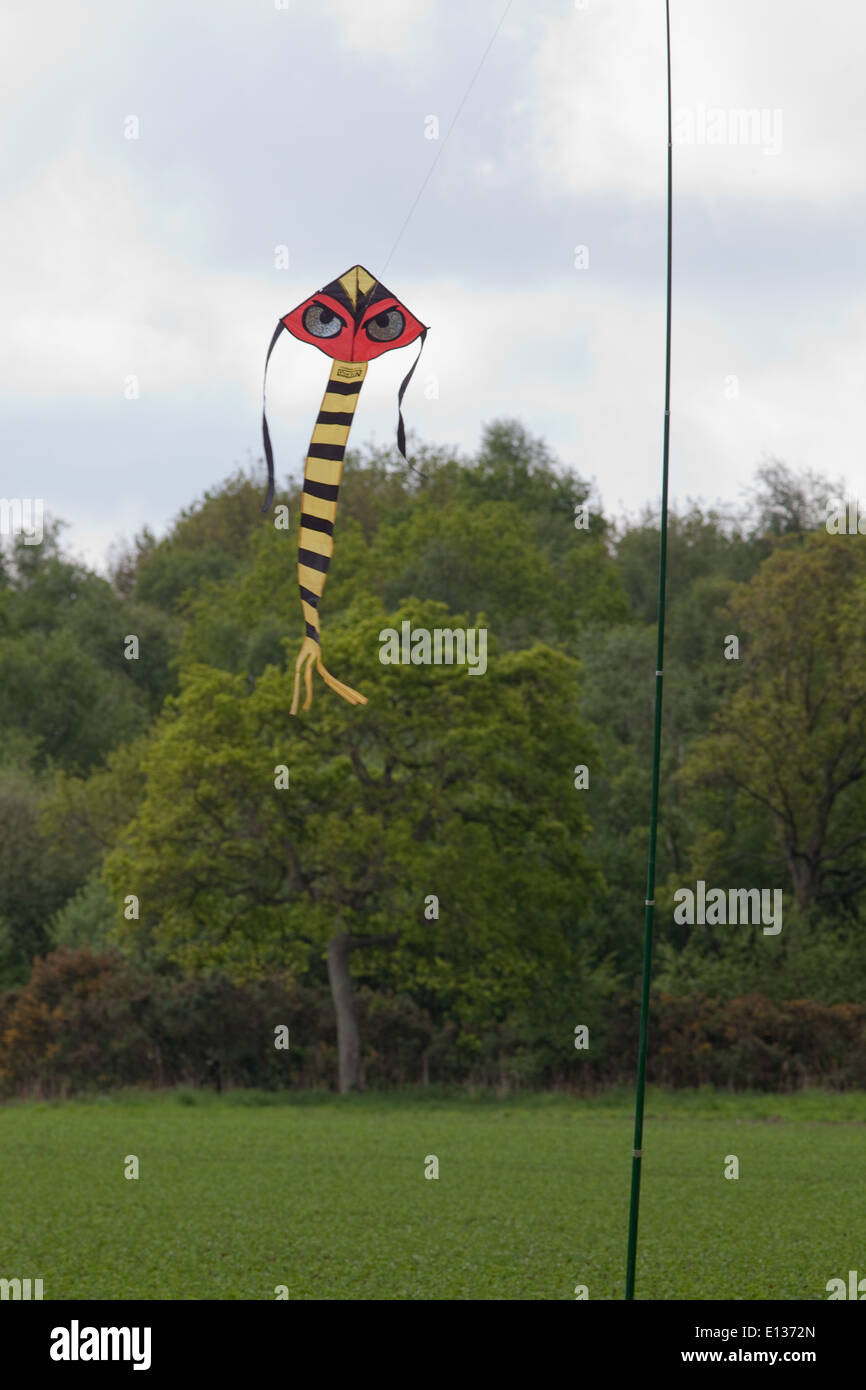 Vogel erschrecken Kite, mit viel betonte Augen, verwendet, als ein Schrecken Gerät über die Erbse Ernte tätig. Stockfoto