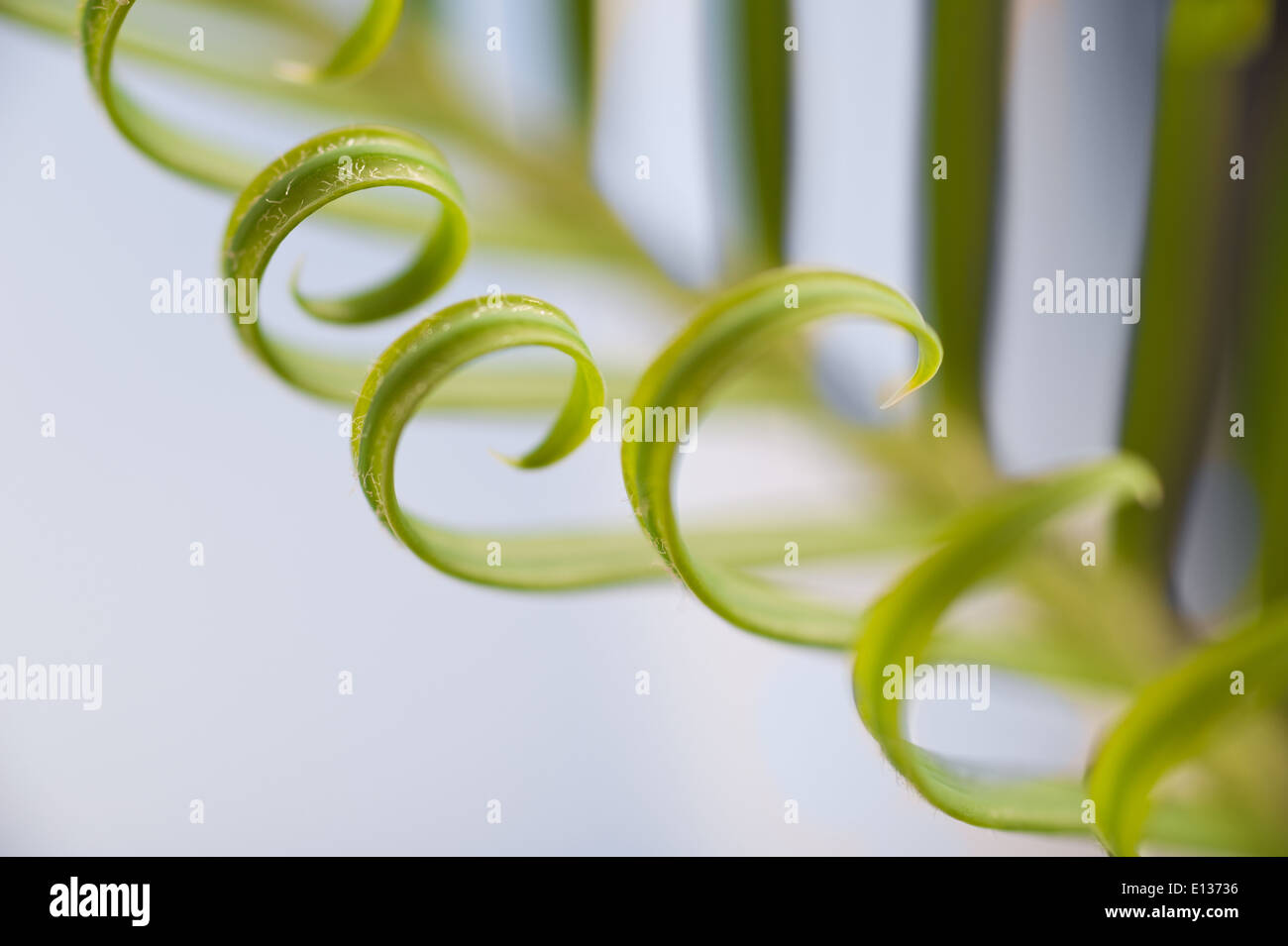 Neue Wachstums- und Wedel von Cycad Pflanzenblattes mit sich wiederholenden Spulen Spirale Flugblätter gegen blauen Himmel Natur von Zahlen Stockfoto