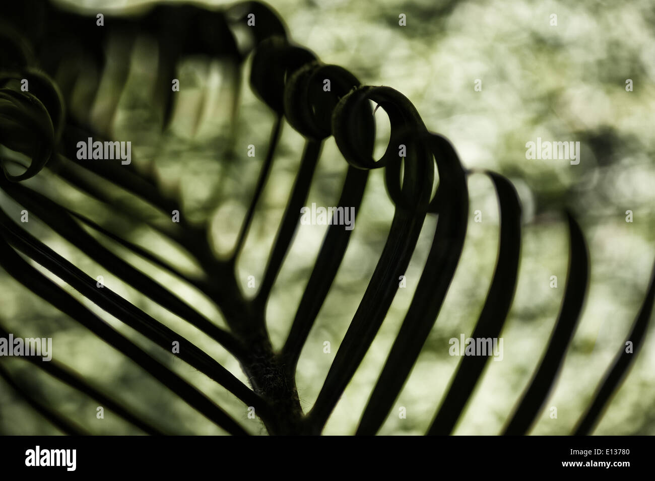 Neue Wachstums- und Wedel von Cycad Pflanzenblattes mit sich wiederholenden Spulen Spirale Flugblätter gegen blauen Himmel Natur von Zahlen Stockfoto