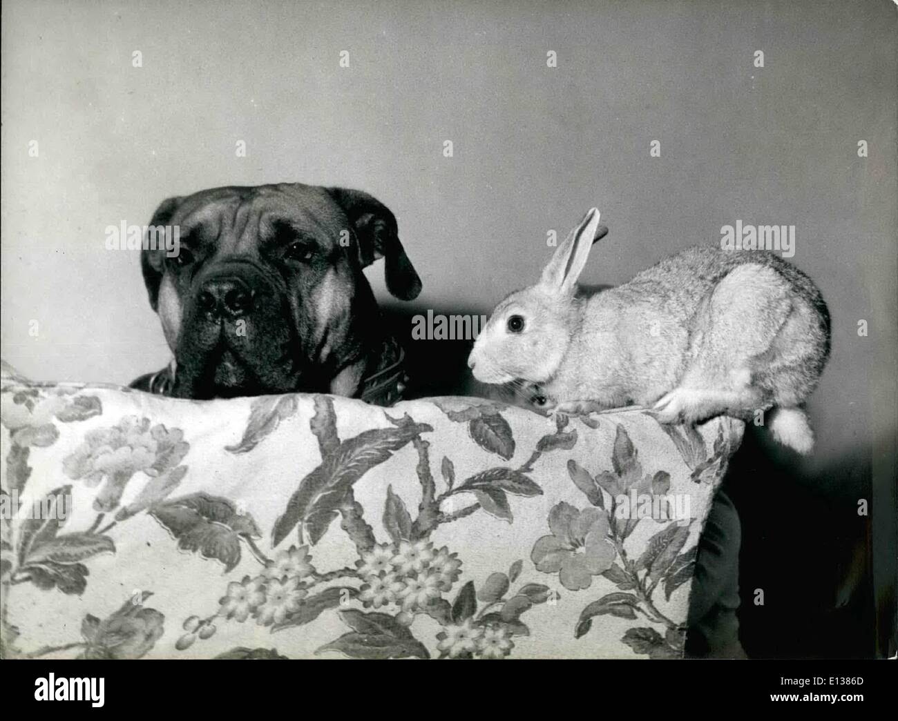 29. Februar 2012 - was gut genug für Kaninchen ist gut genug für Mastiff: Buster, Mastiff Mrs Lynn Tetelmen von Golders Green, London, beschließt, dass wenn sein Kumpel die domestizierten Kaninchen auf den Möbeln aufstehen können, He, zu kann. Stockfoto