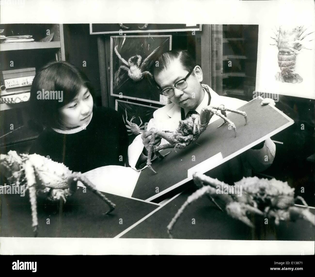29. Februar 2012 - Krebse sind sein Hobby: Dr. Toshimitsu Odawara, Leiter eines Krankenhauses Tokio Krebstiere sammelt seit er ein Junge als Hobby war. Heute hat er mehr als 500 Exemplare von Krebsen, Langusten, Krebse und andere Muscheln in einem privaten Museum in das Krankenhaus von 60 Quadratmetern. Seine Frau hilft oft ihm bereiten Sie die neue Exemplare seiner einzigartigen Sammlung hinzu. Foto zeigt: Dr. Toshimitsu Odawara und seine Frau arbeiten Seespinne für die Montage. Stockfoto