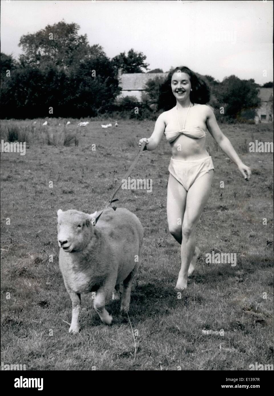29. Februar 2012 - Happy Ewe: Dieses Schaf scheint es zu genießen, für einen Lauf von Bäuerin genommen und Konzert- und TV Sängerin Eileen Candy, verbringt die meiste Zeit auf dem Arm in einem Bikini aus Bauernhof Gaze. Stockfoto