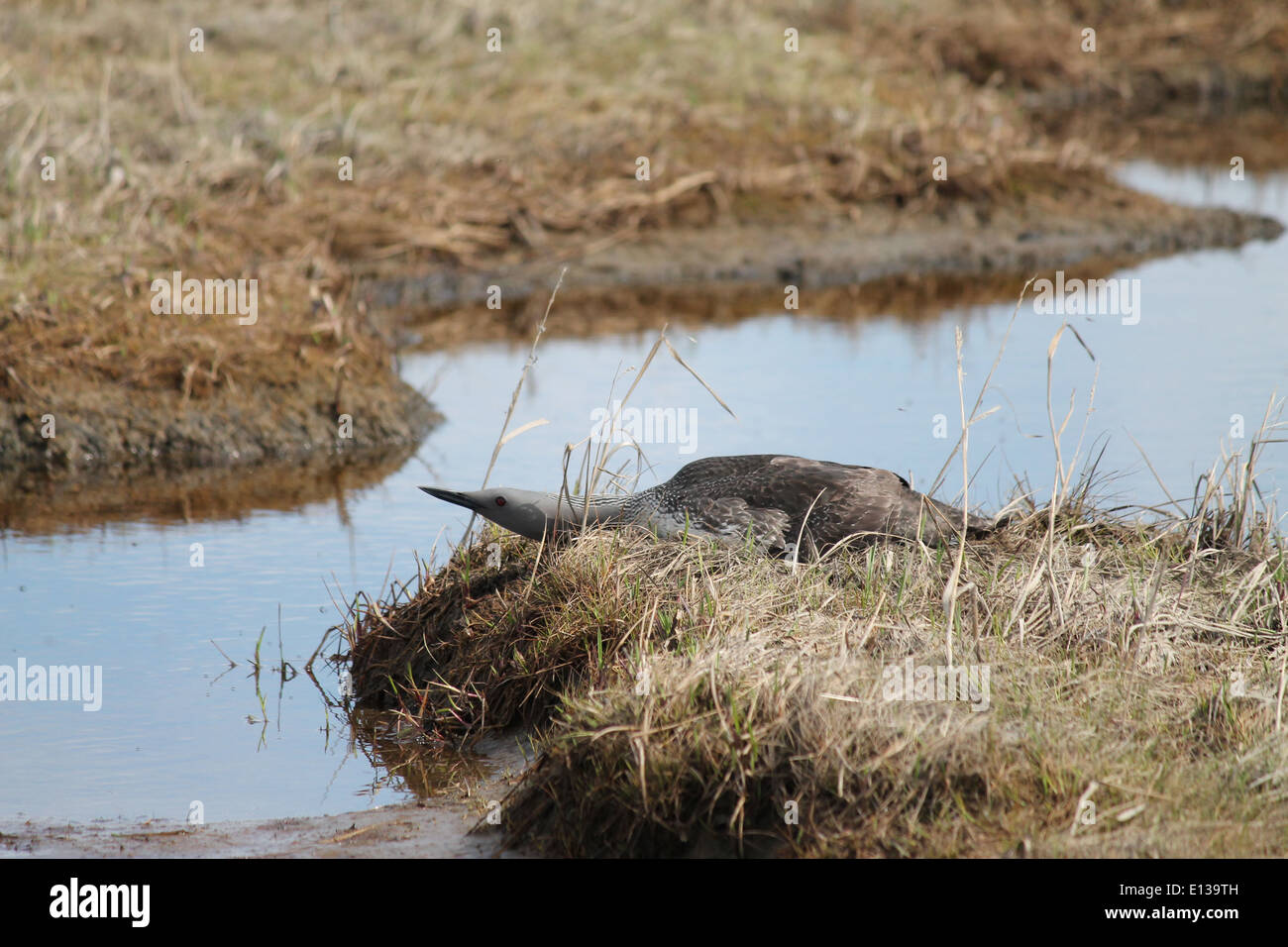 Ein Rothals-Loon nistet im Yukon Delta National Wildlife Refuge, Alaska. In dieser Feldsaison konzentrieren sich die Forscher auf die Dokumentation des Nistverhaltens, einschließlich der markanten Schürfnester des Sees entlang der Flüsse, die Teil der laufenden Wildbeobachtungsbemühungen sind. Stockfoto