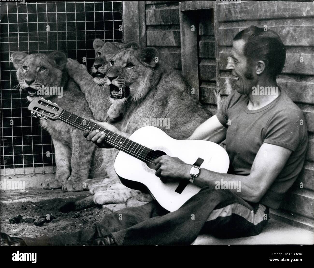 29. Februar 2012 - sind sie ein cool Cat-Chor. Diese Löwenbabys, neu angekommen im Zoo von Sherwood, Notts scheint für ihr Abendessen zu singen, aber in der Tat sind sie harmonisierend, mit Keeper Dave Robinson. Ein scharf Gitarrist Dave zufällig entfernt außerhalb ihres Käfigs Geklimper werden und das Ergebnis ist eine tägliche musikalische Sitzung. Das Quartett Specialies im Dschungel schlagen verschiedene Arrangements eingesperrte Klassiker. Stockfoto