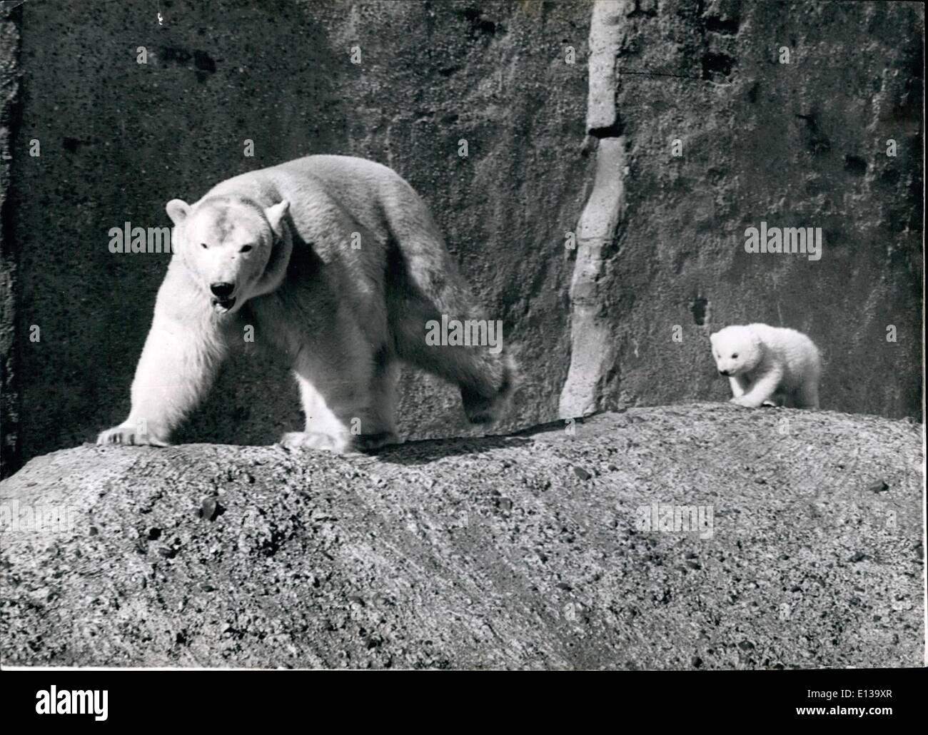 29. Februar 2012 - folgen meine Führungskraft - Brumas eine schöne Zeit mit Mutter Baby polar hat kommt in den Sonnenschein.: Brumas der Baby-Eisbär - stolz der Londoner Zoo - hat eine feine Zeit nach Mutter IVY herum - wenn der Nachwuchs im frühlingshaften Sonnenschein heute heraus kam. Stockfoto