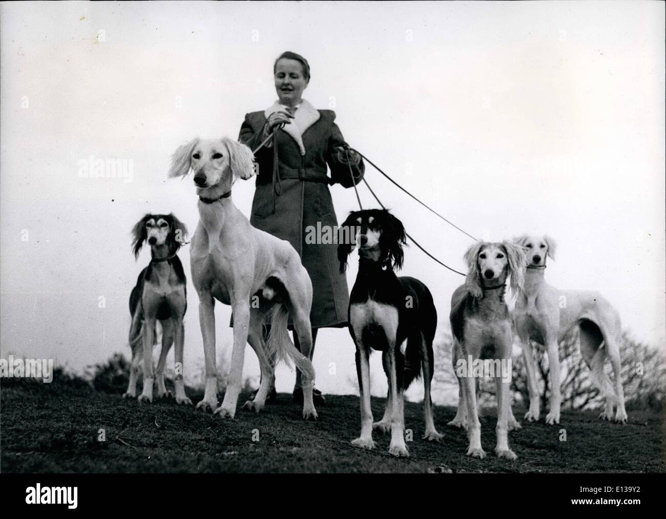 29. Februar 2012 - edle Hunde des alten Ägypten: Salukis mit A bekannte britische Züchter: Mrs Hope Waters auf den Downs mit fünf Stockfoto