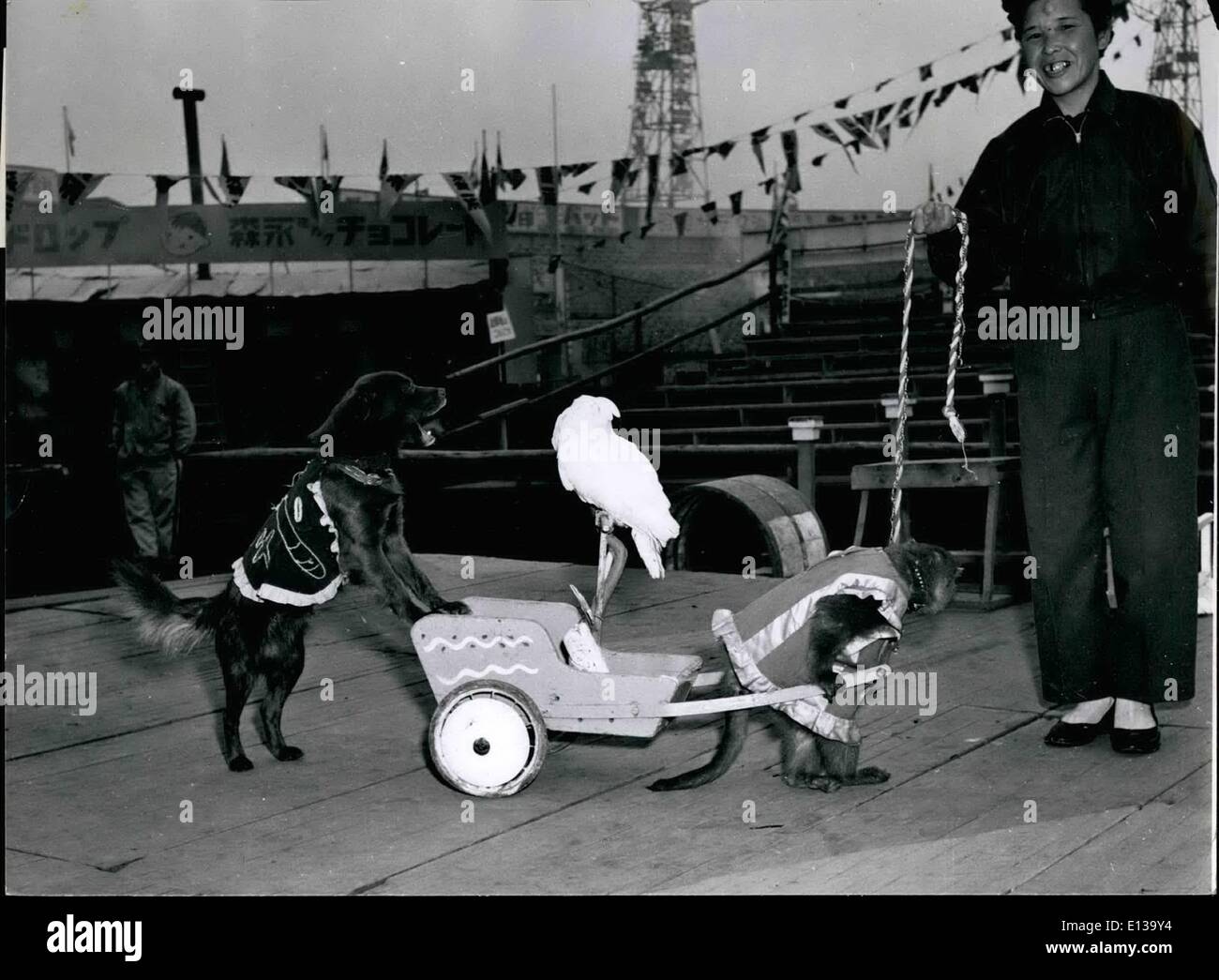 29. Februar 2012 - wirkt Tier im japanischen Zirkus. Ein Hund und ein Affe geben eine Fahrt zum Kakadu unter den Augen von ihrer Frau-Trainer. Stockfoto