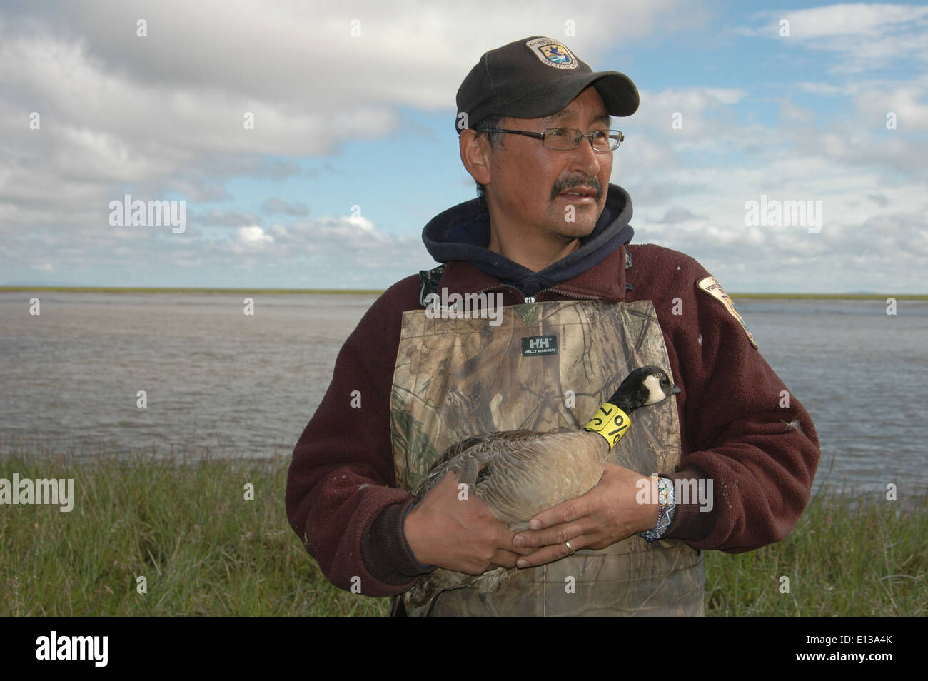 Kragengänse im Yukon Delta National Wildlife Refuge in Alaska werden im Rahmen einer Studie zusammengelegt, um Migrationsmuster zu verfolgen und die Bemühungen um die Tierbewirtschaftung in der Region zu verbessern. Stockfoto