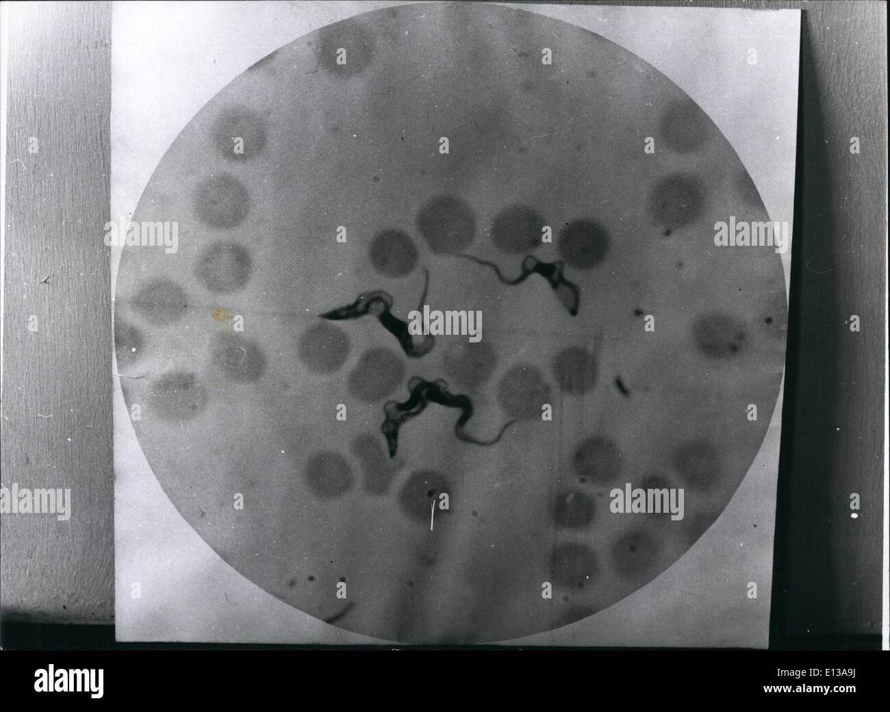 29. Februar 2012 - T. rhodesiense, die Trypanosomen der Krankheit, unter der roten Blutkörperchen eine Stichprobe von Blut unter dem Mikroskop gesehen. Stockfoto