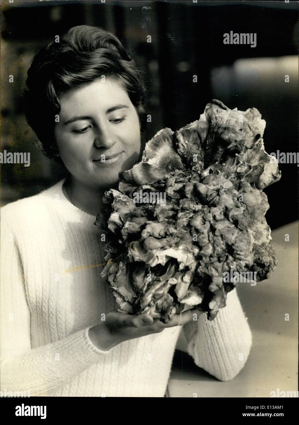 Erraten Sie 29. Februar 2012 -, was es ist. Es kann einige ungewöhnliche Pflanze oder riesige Blume sein. In Wirklichkeit ist es ein überdimensionales Pilz unter seinem lateinischen Namen Polyporus bekannt; Es wird erwähnt, zusammen mit zahlreichen anderen Arten auf der jährlichen Pilz Show jetzt im Jardin Des Plantes, Paris botanischen Garten stattfinden. Okt. 10/69 Stockfoto