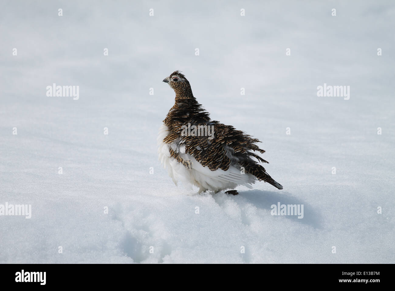 Im Yukon Delta National Wildlife Refuge in Alaska zieht sich ein Weidenschnegel durch die Federn und passt sich den jahreszeitlichen Temperaturschwankungen in seinem Tundra-Lebensraum an. Stockfoto